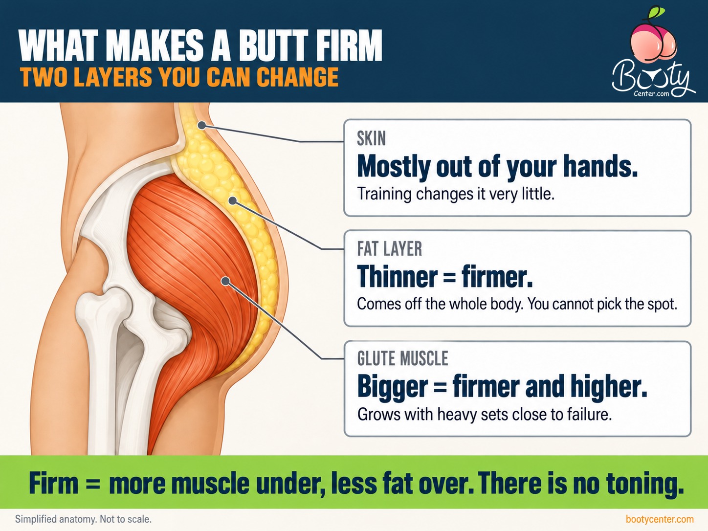 Diagram of the two layers that decide a firm butt: glute muscle underneath and the fat layer on top, with skin playing a small role