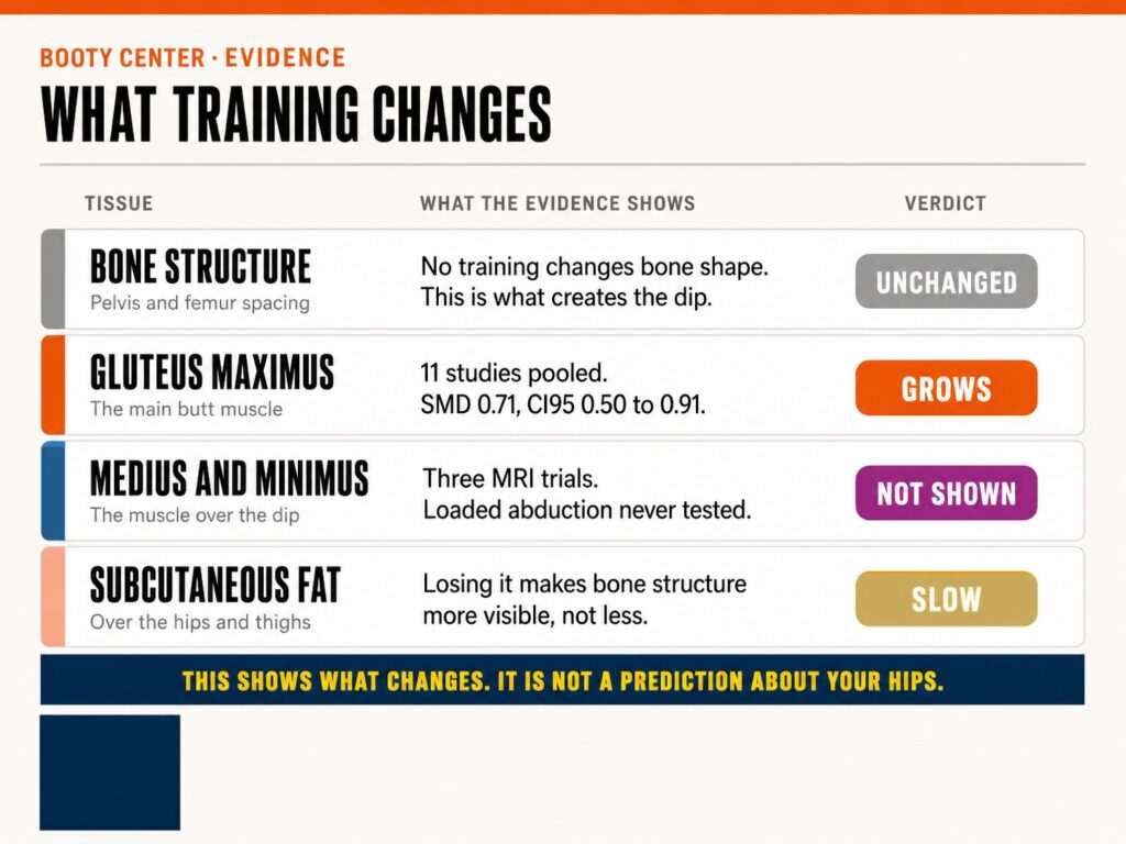 What training changes and what it does not: bone unchanged, gluteus maximus responsive, medius unproven
