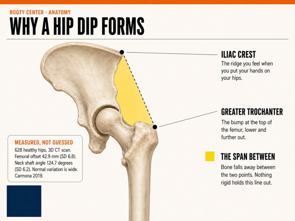 why a hip dip form: the gap between the iliac crest and the greater trochanter of the femur