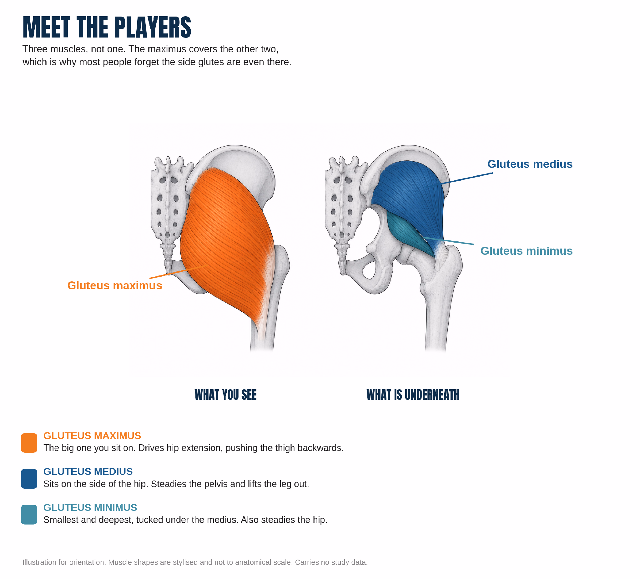 Meet the players: gluteus maximus on the surface, with gluteus medius and gluteus minimus underneath