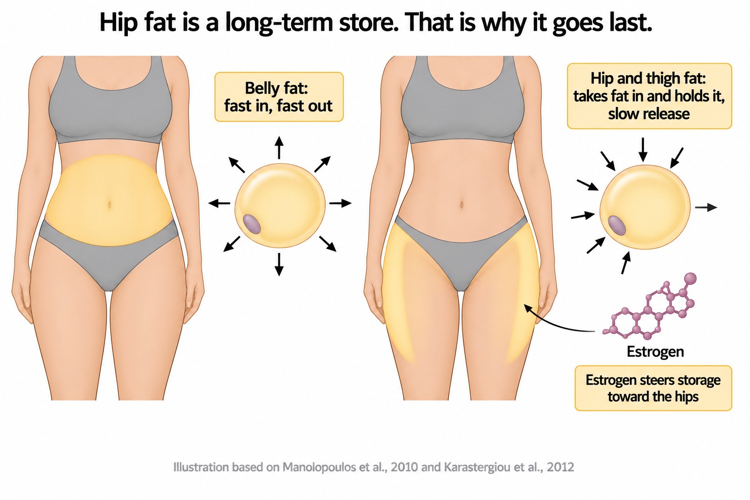 Diagram contrasting belly fat, which releases fatty acids quickly, with hip and thigh fat, which stores fat long term and releases it slowly under the influence of estrogen.