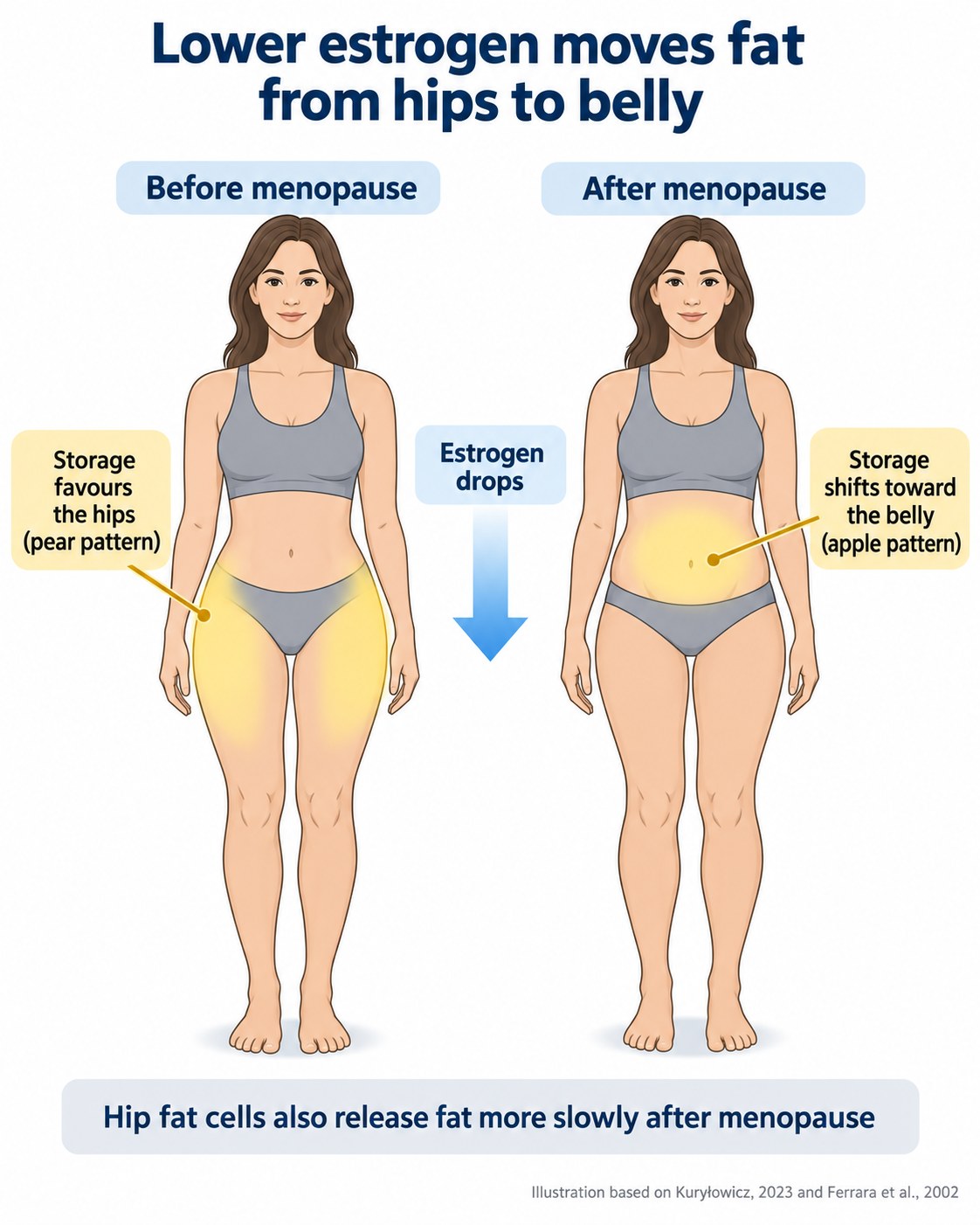 Two female silhouettes comparing fat storage before menopause, favouring hips and thighs, and after menopause, shifting toward the abdomen as estrogen drops.