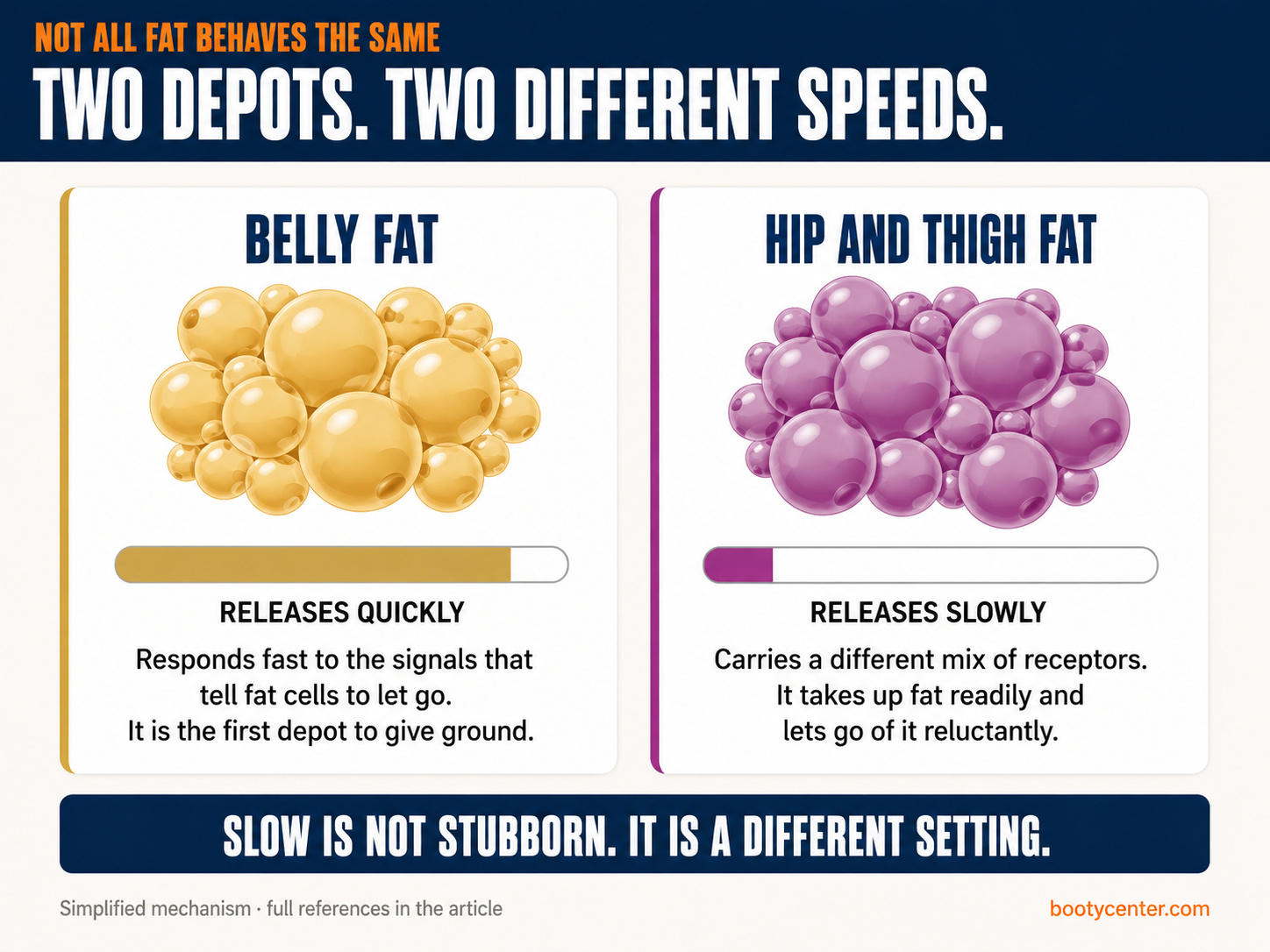 Comparison of belly fat and hip and thigh fat showing that one depot releases fat quickly and the other slowly