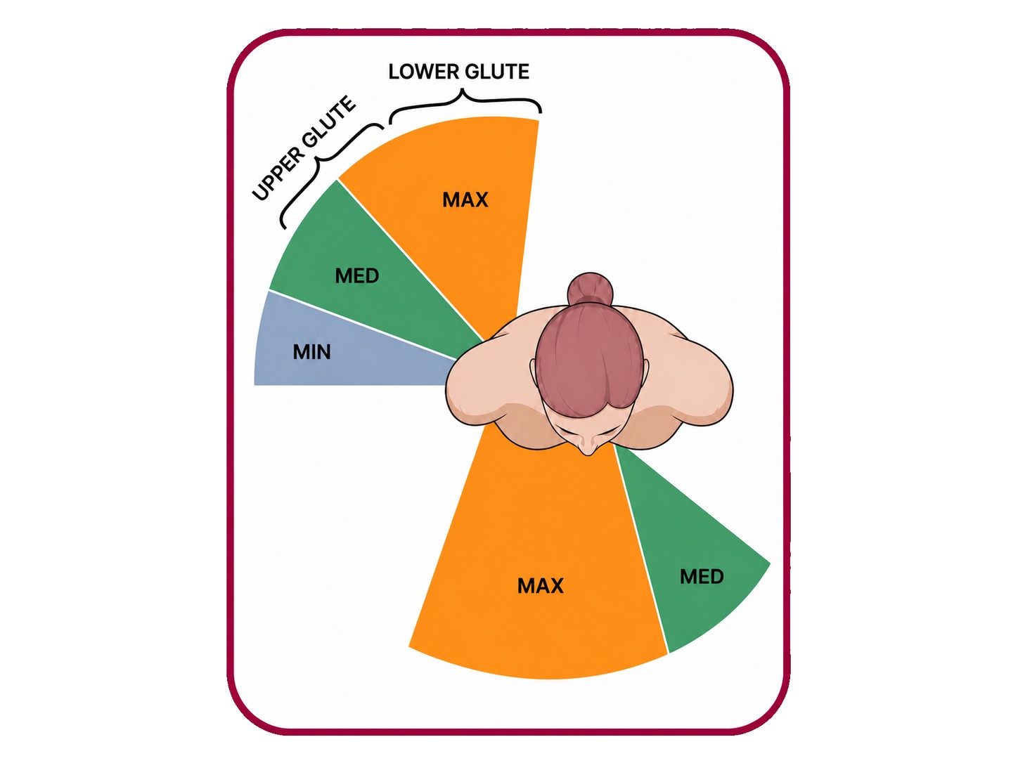 Looking down on the hips: the upper glute is medius and minimus, and the lower glute is gluteus maximus