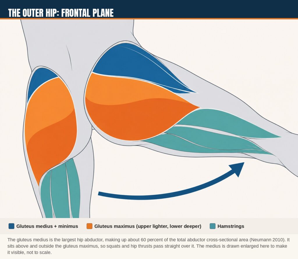 Hip abduction showing the upper gluteus maximus, medius and minimus at the outer hip. They sit above and outside the gluteus maximus, so hip extension work passes straight over them. 
