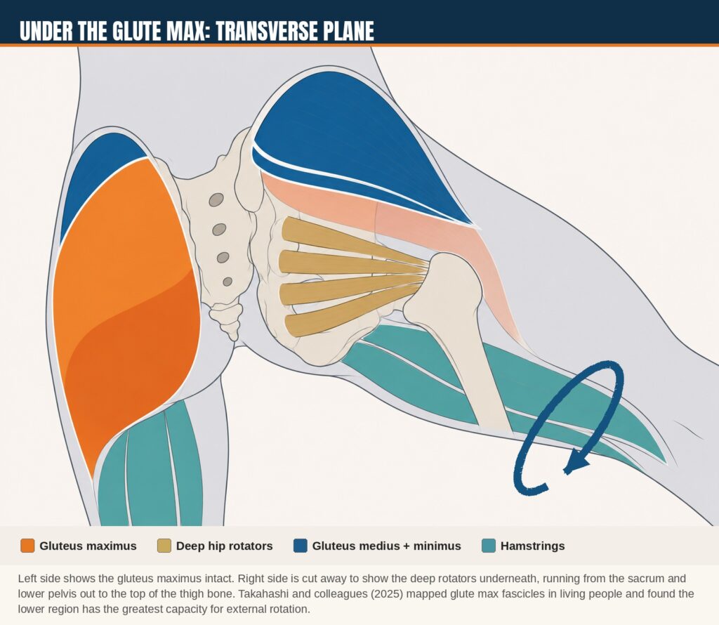 Hip external rotation showing the gluteus maximus and the deep hip rotators. The rotators sit underneath, running from the sacrum and lower pelvis out to the top of the thigh bone. 
