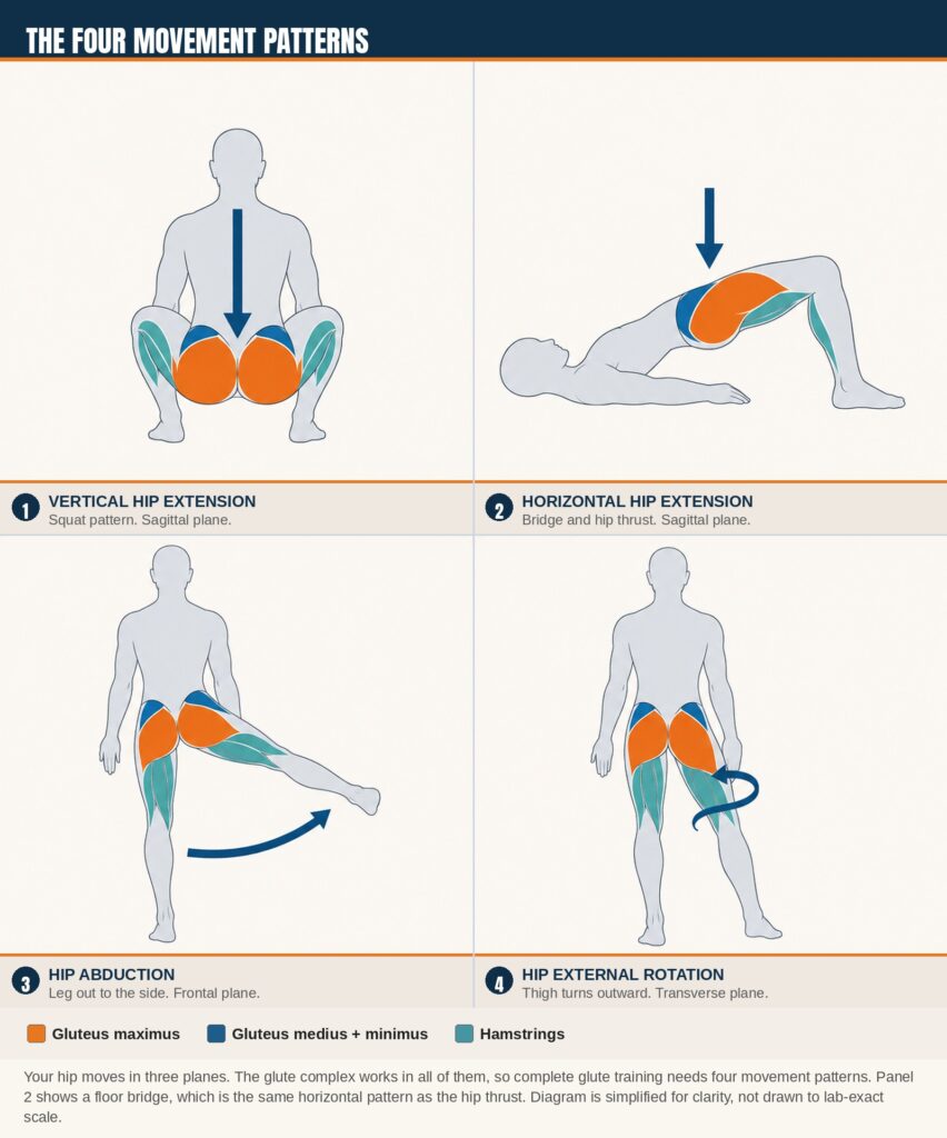 The four glute training movement patterns: vertical hip extension, horizontal hip extension, abduction, and external rotation