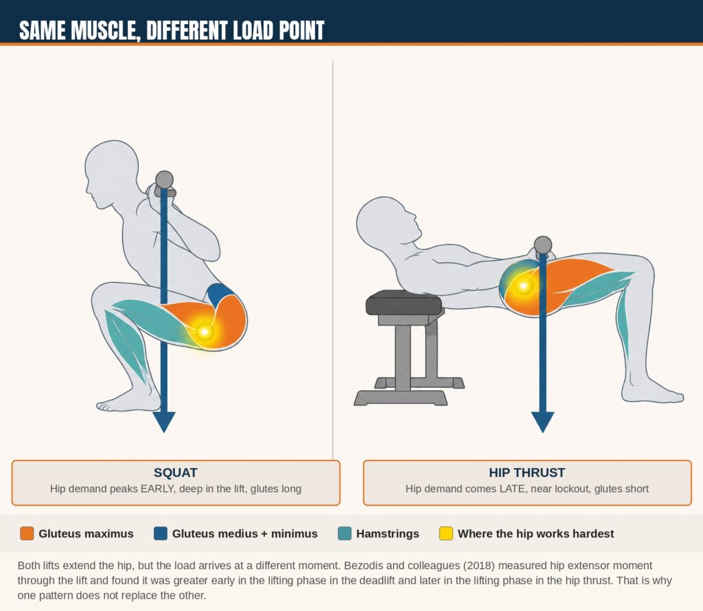 Vertical and horizontal hip extension compared, showing the different load vectors on the glutes. The hardest moment arrives at a different point in each lift, which is why one does not replace the other. 