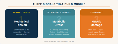 Three signals that build muscle: mechanical tension, metabolic stress, and muscle damage