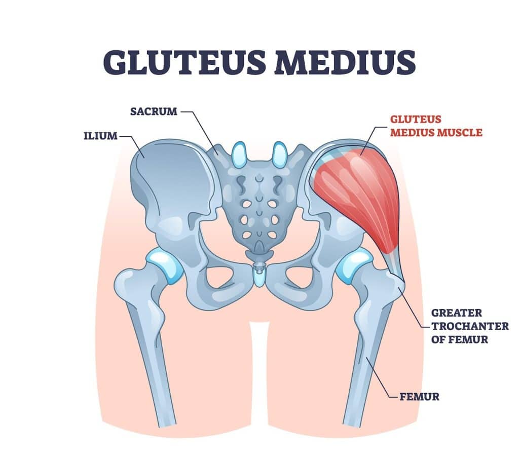 Gluteus medius on the pelvis, with the ilium, sacrum, greater trochanter, and femur labeled