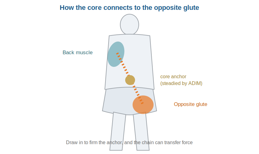 how the core connects to the opposite glute