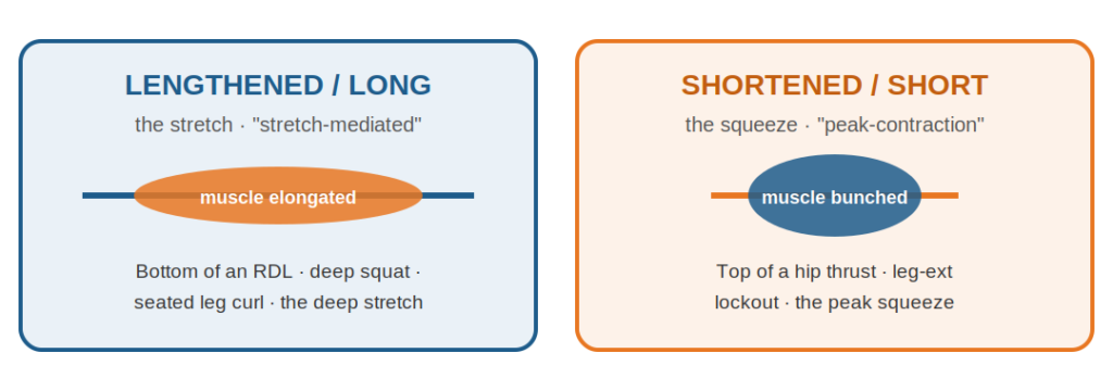 Diagram comparing a lengthened muscle in the stretch with a shortened muscle in the squeeze