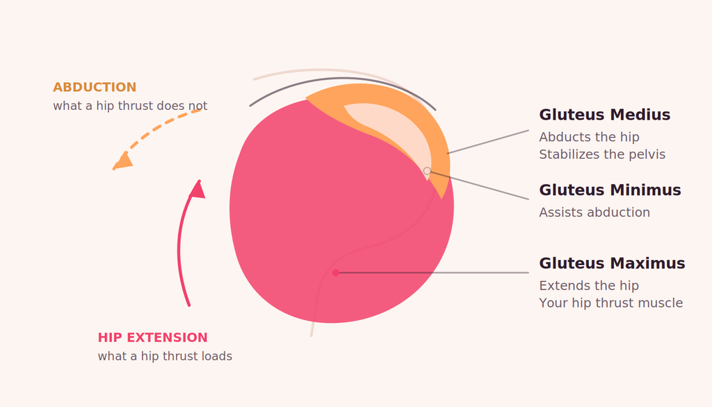 Glute anatomy diagram: abduction is what a hip thrust does not train, with gluteus medius, minimus, and maximus labeled